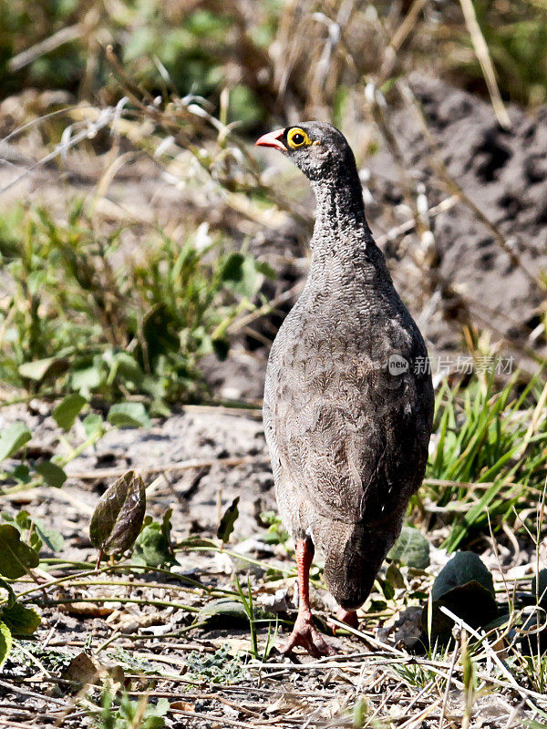 Red-billed Francolin Francolinus adspersus